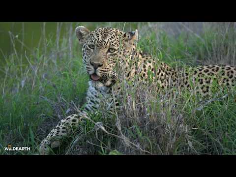 In the land of the leopards - SafariLIVE Sunrise - 14 February 2026