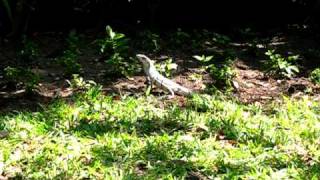 preview picture of video 'Lizard at Catalonia Playa Maroma'