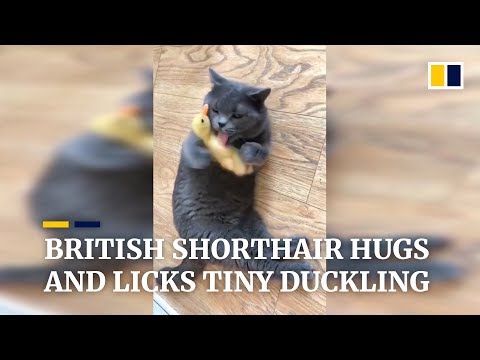 British shorthair hugs and licks tiny duckling
