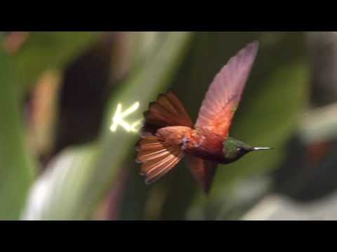 Kolibris -- Leben am Limit - Trailer [HD] Deutsch / German