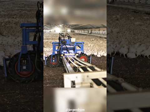 Chicken Cat Harvester