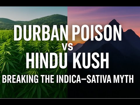 Durban Poison vs  Hindu Kush Breaking the Indica–Sativa Myth