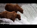 LIVE Brooks Falls Katmai National Park Alaska 2026 Explore Org