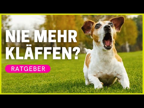 HUND DAS BELLEN ABGEWÖHNEN | Ursachen & Hilfe bei "Kläffen"
