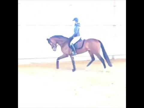 Verificado Elsa 😍 Escolar x Sir Donnerhall liebe auf den ersten Blick 💞