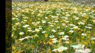 triana. todo es de color