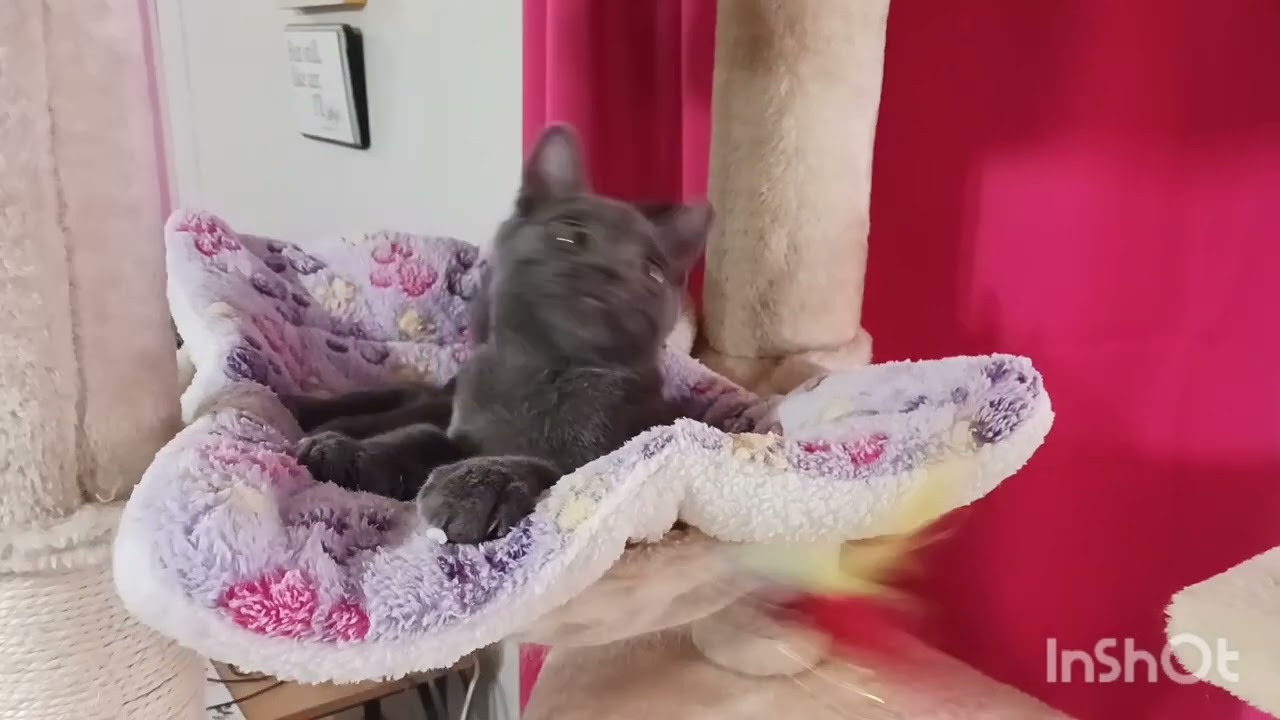 Miles Nathaniel, an adopted mixed breed in Mesa, AZ video 4/4