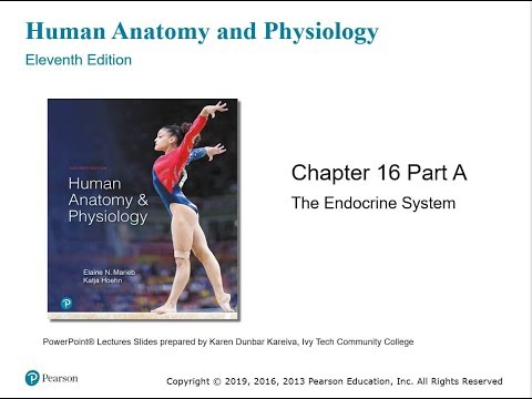 Chapter 16: The Endocrine System - Part I