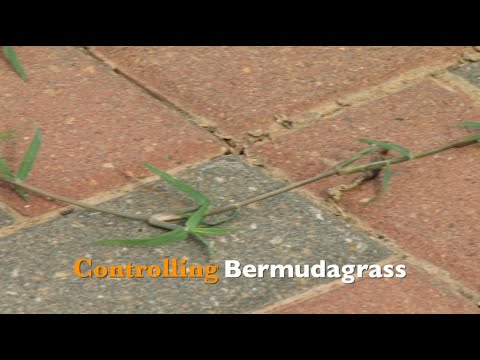 download lagu mp3 mp4 How To Stop Bermuda Grass From Spreading In Flower Beds, download lagu How To Stop Bermuda Grass From Spreading In Flower Beds gratis, unduh video klip How To Stop Bermuda Grass From Spreading In Flower Beds