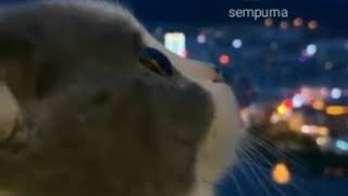 Download lagu story wa kucing mp3 Download lagu story wa kucing mp3