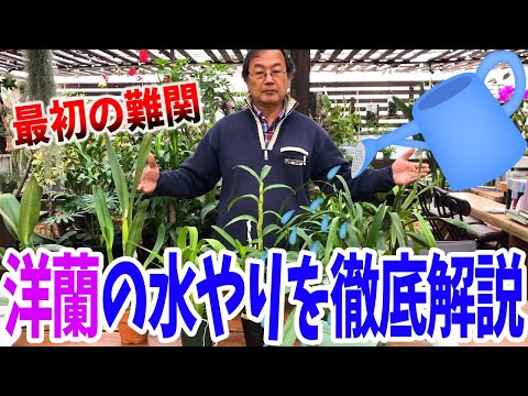 蘭に水をやる最良の方法は何ですか