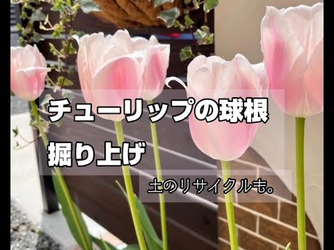 園芸 秋には夏の球根を掘り出す