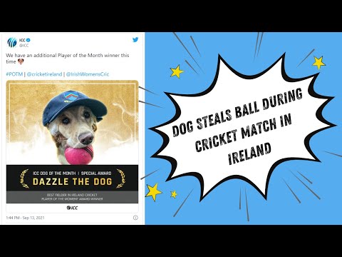Dog steals ball during cricket match in Ireland