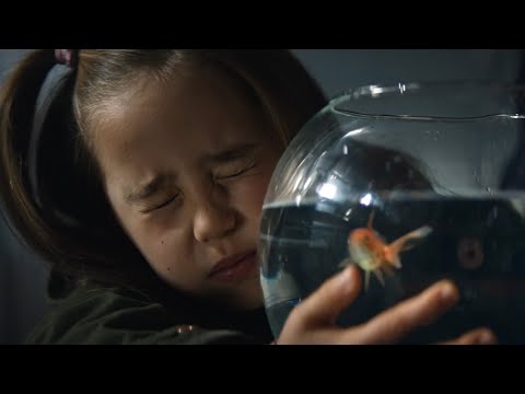 Système U『Goldfish』