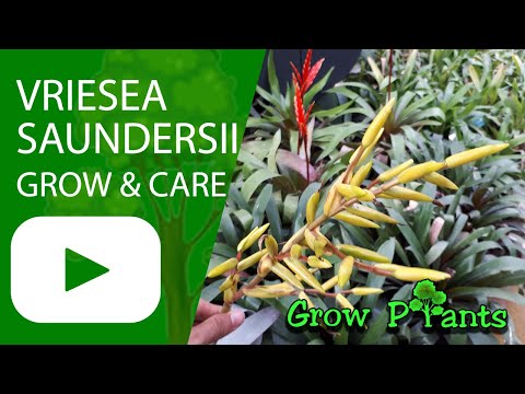 , title : 'Vriesea saundersii - grow & care (also as houseplant)'
