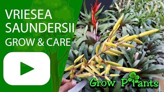 Vriesea saundersii - grow & care (also as houseplant)