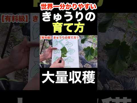 キュウリを育てるかどうか？キュウリをもっと増やすにはどうすればいいですか？  庭園