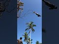 Naghol Land Diving | Part 3 | Vanuatu bungee jumping on Pentecost island #ngol