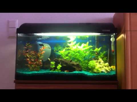 Aquarium 54l  Otocinclus, Black Molly, Gurke (cucumber)