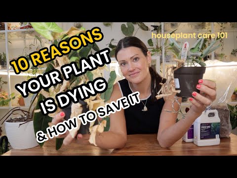 10 REASONS Your Plant Is DYING & How To SAVE Your Plant - Houseplant Care 101 - Indoor Plant Care