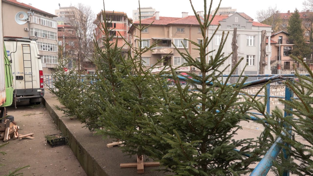 Между 15 и 20 лв. струват живите коледни елхи на пазара в Хасково