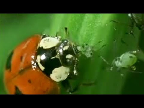 Aphid Cloning | Battle of the Animal Sexes | BBC Studios