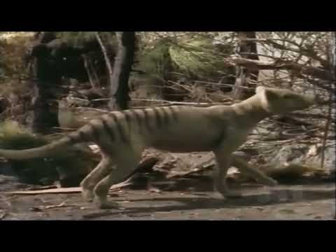 Once Upon Australia [1995] - Thylacine Screen Time