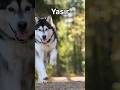 A To Z Popular Male Dog Names The Ultimate Series25 26starting With Y Shorts Ytshorts Dhunkidiaries