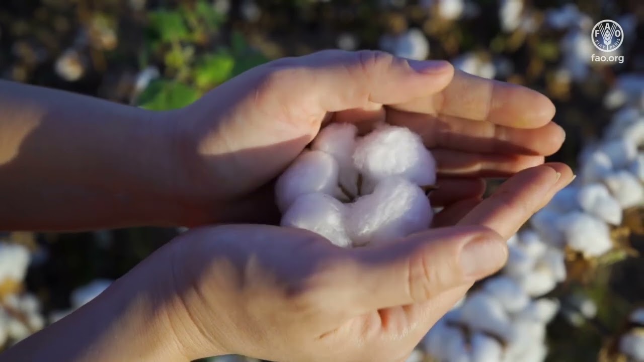 Cotton's journey begins at the dawn of civilization