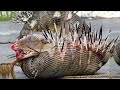 SCARY Snake Vs Porcupine Fight Unexpectedly The Porcupine Did This