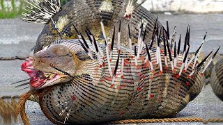 Download lagu NGERI !! Pertarungan Ular Vs Landak, Tak Disangka Landak Melakukan Ini. mp3