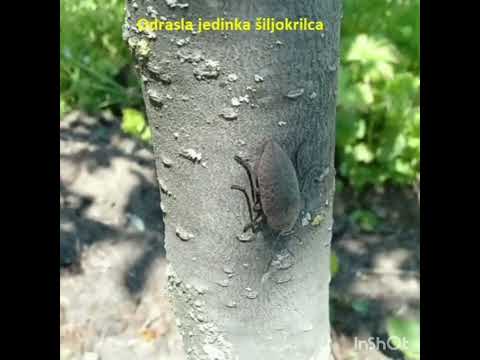 Žilogriz (Capnodis tenebrionis) i šiljokrilac (Perotis lugubris) - PIS