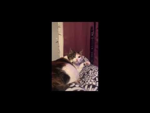 Guy makes licking noises while cat licks paw