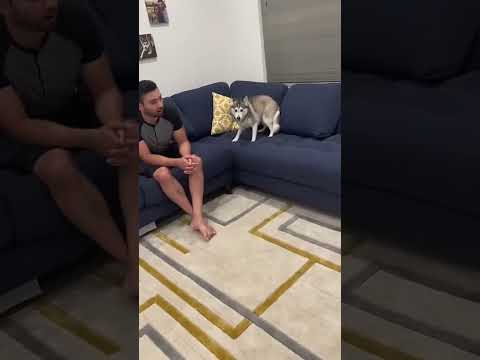 Sapphie the Pomsky takes on the challenge of barking at your dog 🐾🐕 #shorts