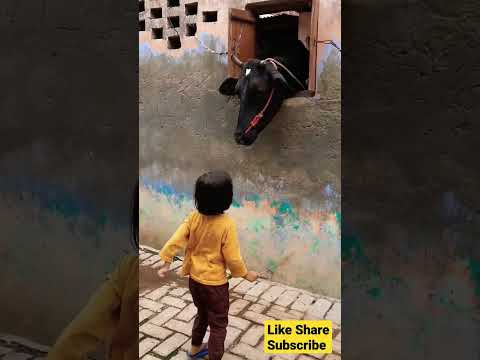 cow videos#trending #viral