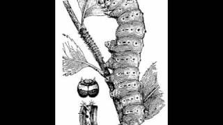 Silkworm - His Mark Replies