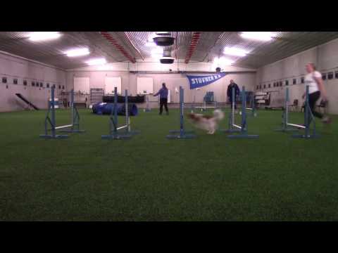 23 09 16 Agility hoppteknikk Luiz