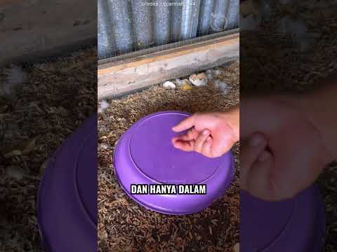 Orang Ini Bisa Buat Pakan Ternak Dengan Gratis!