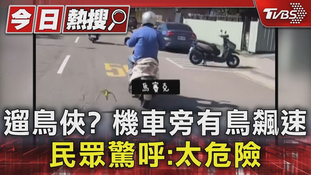遛鳥俠？機車旁有鳥飆速　民眾驚呼：太危險