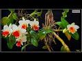 the beauty of orchid dendrobium frosty dawn orchid dendrobiumhybrid zulmatju orchidbeauty