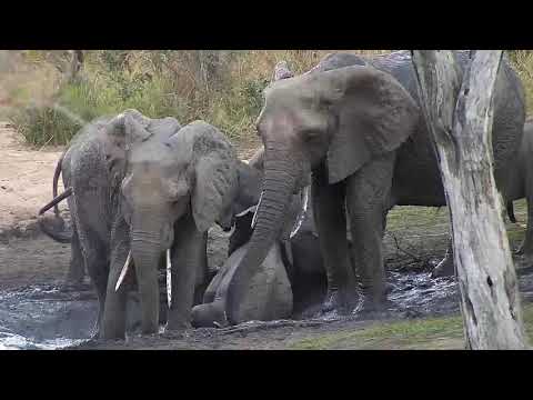 Djuma: Elephants drink then head for mud wallow - 17:01 - 07/19/20
