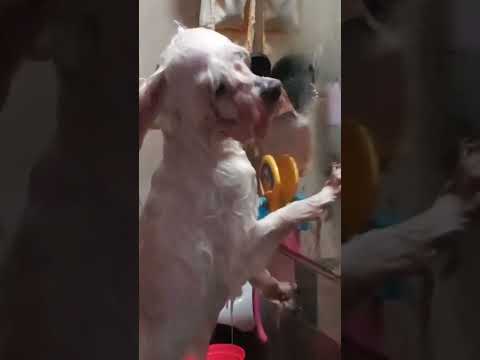 Arunita se baña      (Aruna casi se muere 💀👍) #funnymemes #perros #lentejas