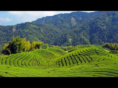 【喝口台北茶】阿朵仔的台北品茗小旅 (Tea of Taipei: Small-Group Tour)