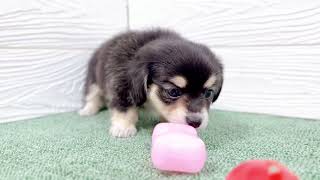 ハーフ犬の動画01