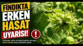 Fındıkta Erken Hasat Uyarısı