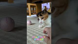 三毛猫にゃんちぃとのたわむれ😺🤗 #猫のいる暮らし #子ネコ #保護猫 #三毛猫 #ニャンキー #cat #ねこのいる生活