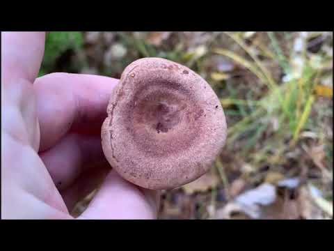 Eichenmilchling - Lactarius quietus