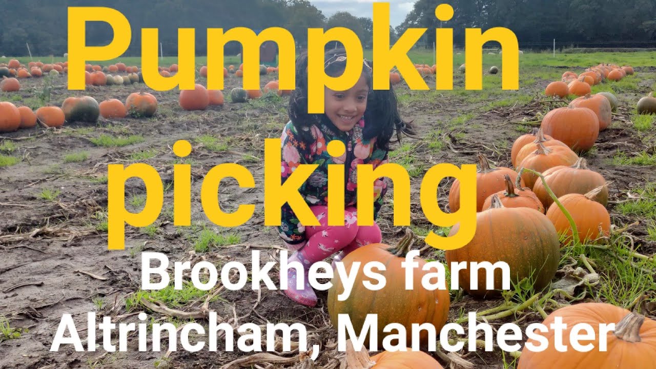 Pumpkin picking #pumkinpatch @Brookheysfarm Altrincham Manchester.#halloween2021 #pumpkinpicking #uk