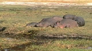 preview picture of video 'Sunbathing Hippos.mp4'