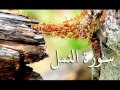 سورة النمل والقصص والعنكبوت والروم .. الصوت النّديّ  سعد الغامدي HQ mp3